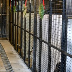 Hampton Creek Kennels