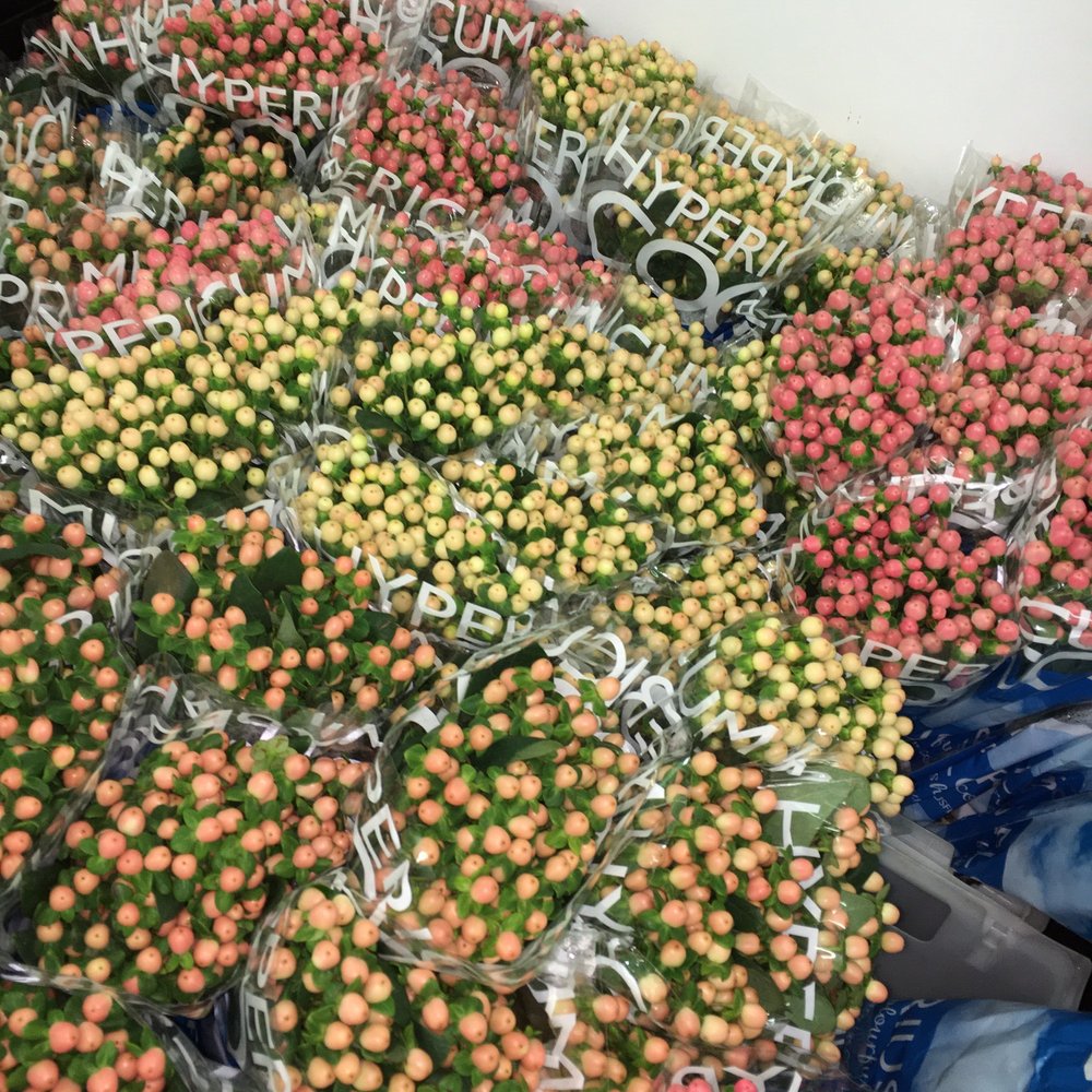 Potomac Floral Wholesale - hypericum Berries, Super healthy looking! - Florists Near Me - Silver Spring, Maryland Potomac Floral Wholesale - hypericum Berries, Super healthy looking! - Florists Near Me - Silver Spring, Maryland