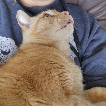 Small Pet Animals - Small Pet Animals LLC - Pet Sitting Near Me