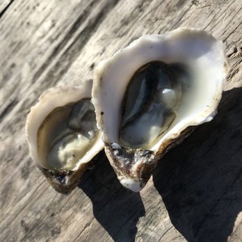 Hog Island Oyster - Humboldt Bay Kumamoto. - Seafood Near Me - Marshall, California