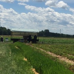 White House Fruit Farm- Strawberry Picking - Stand where you pick up your container and pay.