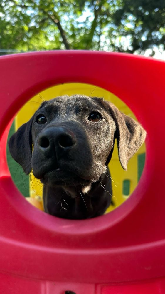 Canine Field of Dreams - pet boarding facility in Springfield, NE