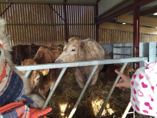 Airfield Estate by null