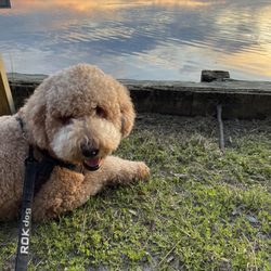 Affinity Veterinary Center of Malvern - Picture of healthy pup because of affinity