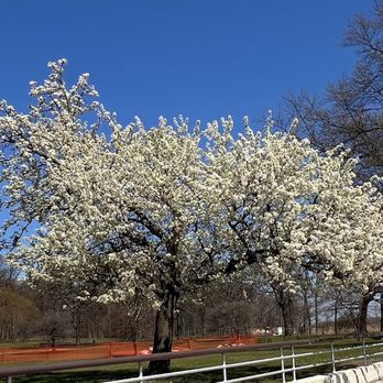 Orchard Beach - White Blossoms @ Orchard. - Beaches Near Me Orchard Beach - White Blossoms @ Orchard. - Beaches Near Me