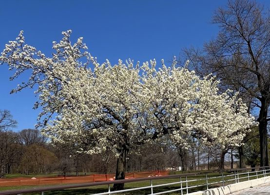 Orchard Beach by null