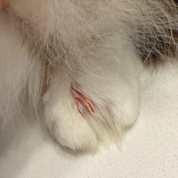 Dunn Animal Hospital - The root of the problem was not addressed - Veterinarians Near Me - Dunn, North Carolina Dunn Animal Hospital - The root of the problem was not addressed - Veterinarians Near Me - Dunn, North Carolina