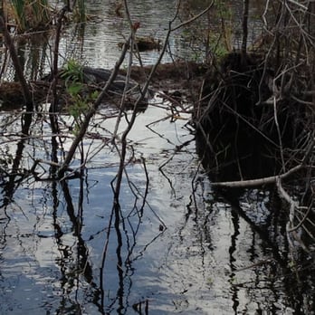 Blackwater Airboat Tours - Boat Tours Near Me Blackwater Airboat Tours - Boat Tours Near Me