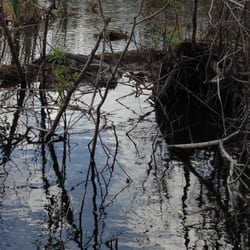 Blackwater Airboat Tours