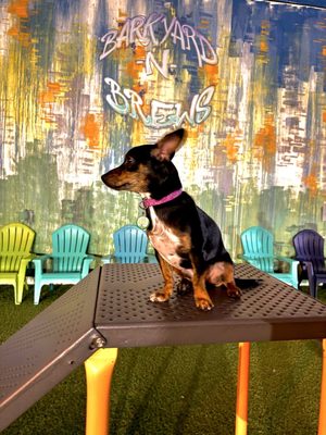 Barkyard n' Brews by null