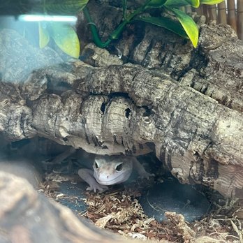 East Bay Vivarium - Leopard gecko. - Reptile Shops Near Me - Berkeley, California