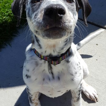 North Metro Pet Services - Dog Walkers Near Me - Thornton, Colorado North Metro Pet Services - Dog Walkers Near Me - Thornton, Colorado