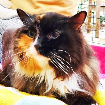 Cat-Villa - Pet Boarding Near Me - Encinitas, California Cat-Villa - Pet Boarding Near Me - Encinitas, California