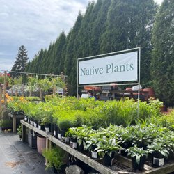 Wittendale's Florist & Greenhouses - Native plant section