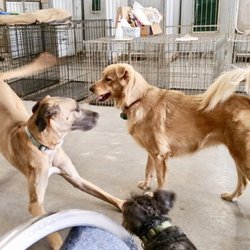 Rover's Stay and Play - Playtime at Rover's Stay and Play
