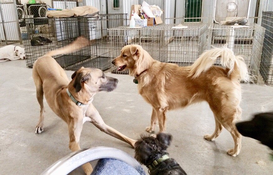 Rover's Stay and Play - pet boarding facility in Wheat Ridge, CO