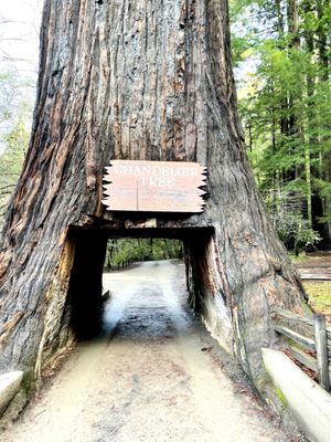 Drive-Thru Tree Park Leggett by null