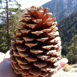 Pine Cones