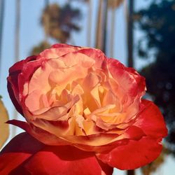 Palisades Park - September 5, 2025 | Friday | Palisades Park | Gorgeous flowers!!