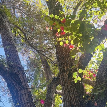 One House Bakery - I called this a tree house - Bakeries Near Me - Benicia, California One House Bakery - I called this a tree house - Bakeries Near Me - Benicia, California