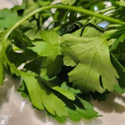 30 day old parsley kept in the veggie drawer 30 day old parsley kept in the veggie drawer