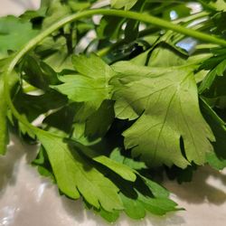 Sno-Isle Food Co-op - 30 day old parsley kept in the veggie drawer
