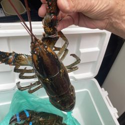 Rockport Lobster - Lobster!