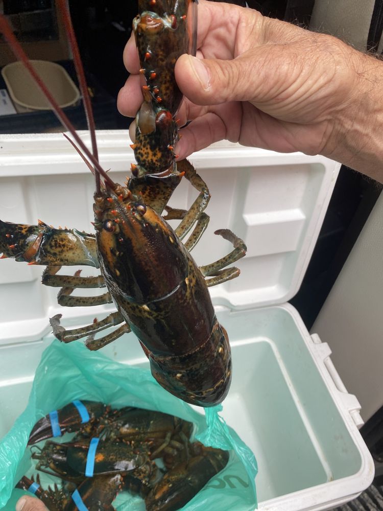 Rockport Lobster Logo