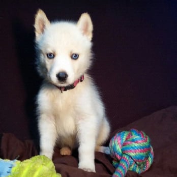Fur-Babies - Pet Adoption Near Me - Austin, Texas Fur-Babies - Pet Adoption Near Me - Austin, Texas