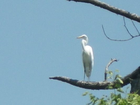 Bayou City Adventures by null