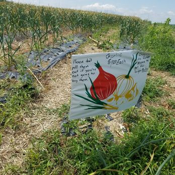 Ochs Orchard - Spring onions - Fruits & Veggies Near Me - Warwick, New York Ochs Orchard - Spring onions - Fruits & Veggies Near Me - Warwick, New York