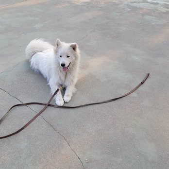 Resolute Dog Training - Mycroft - Pet Training Near Me