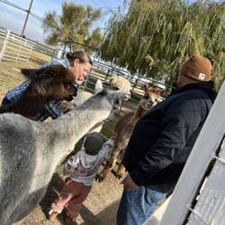 Lilly of the Valley Alpacas - Fiancé and Toddler with the Alpacas.