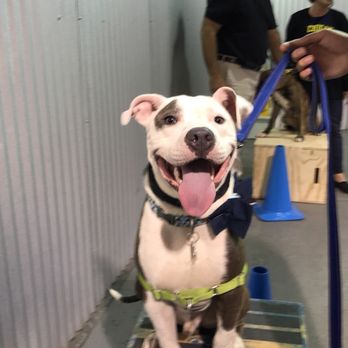 Found Chicago Boarding and Training Center - Pet Training Near Me - Chicago, Illinois Found Chicago Boarding and Training Center - Pet Training Near Me - Chicago, Illinois