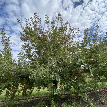All Seasons Orchard - Pumpkin Patches Near Me - Woodstock, Illinois All Seasons Orchard - Pumpkin Patches Near Me - Woodstock, Illinois
