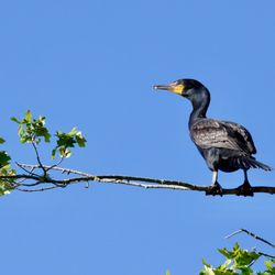 River Mist Kayaks - Double Crested Cormorant