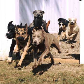FIDO - Pet Training Near Me - Lancaster, Ohio