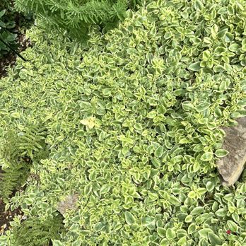 Mitchell Park Domes - Parks Near Me - Milwaukee, Wisconsin