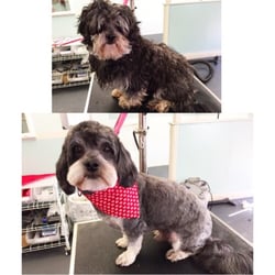 Pink Poodle Pet Salon - Before & after!