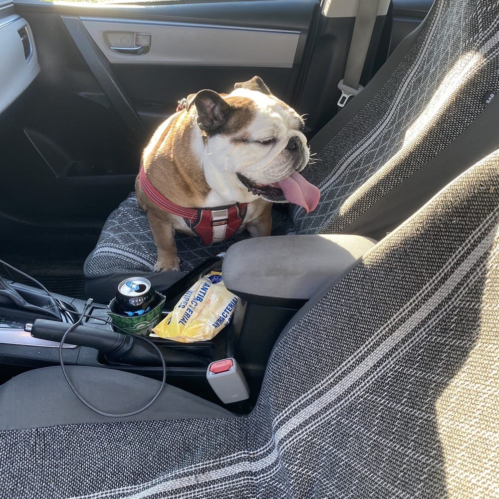 Countryside Veterinary Services of Fox Valley - Ethel Mae to my dismay, u want to sleep all day, BUT: definitely not TODAY. We need to get u better - Veterinarians Near Me - Appleton, Wisconsin