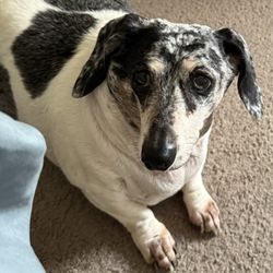Faithful Companion Pet Cremation Services