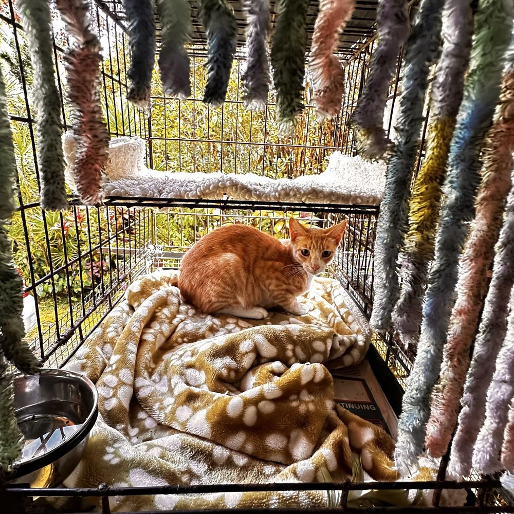 Madame's Cathouse - Kitty enjoying the sounds of the many bird songs outside - Pet Boarding Near Me