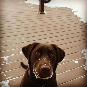 Top Tier Pet Care - Fun in the Snow! - Dog Walkers Near Me - Grove City, Ohio Top Tier Pet Care - Fun in the Snow! - Dog Walkers Near Me - Grove City, Ohio