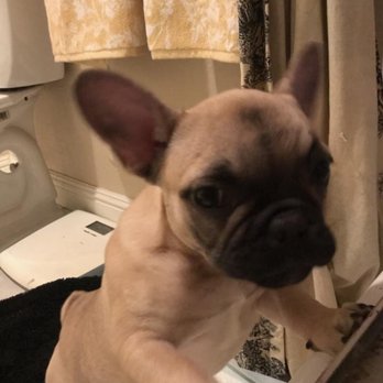 Bay Area Bulldogs - Pet Breeders Near Me Bay Area Bulldogs - Pet Breeders Near Me