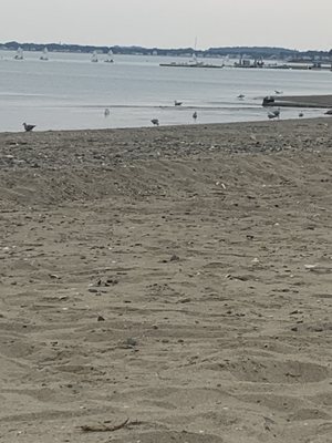 Wollaston Beach by null