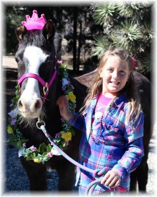 Majestic Ponies - Kid friendly petting zoo