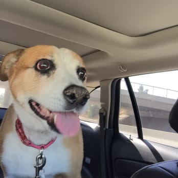 vca parkwood animal hospital