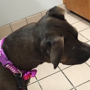 Ironwood Veterinary Clinic - Where did they take Bella? - Veterinarians Near Me - Yuma, Arizona
