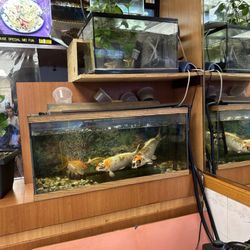Crazy fish tank setup.