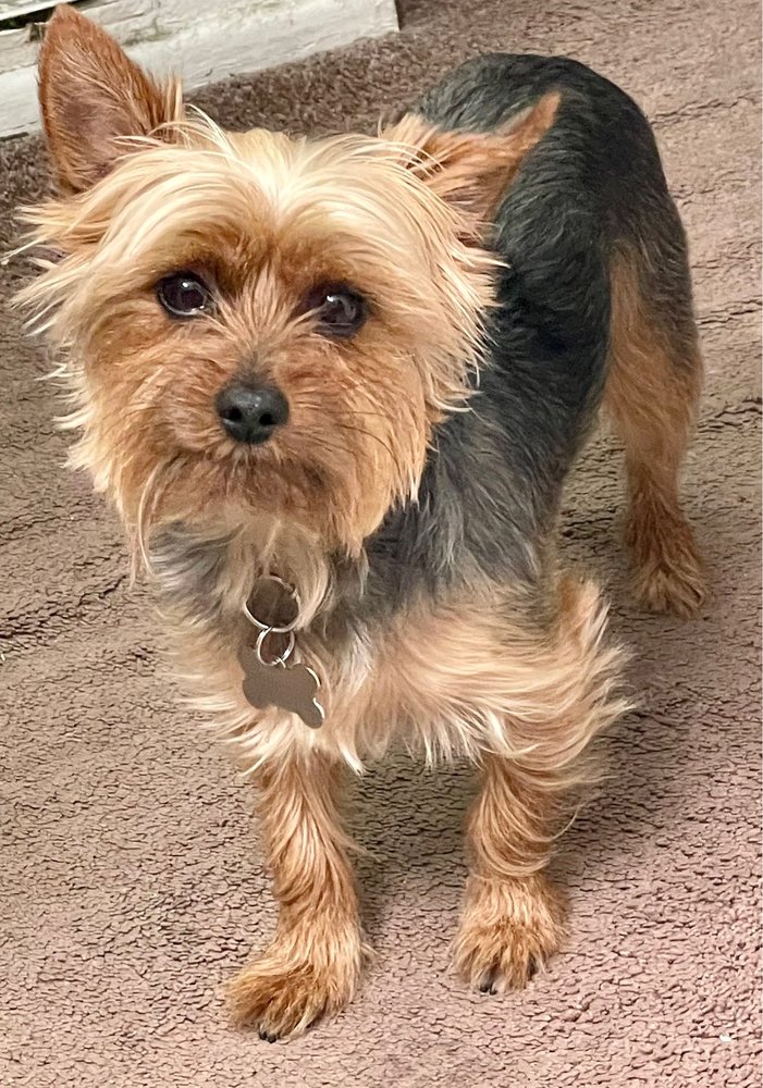 ANA MIA’S DOG GROOMING Updated September 2024 11 Reviews 1417 W Whittier Blvd, Montebello